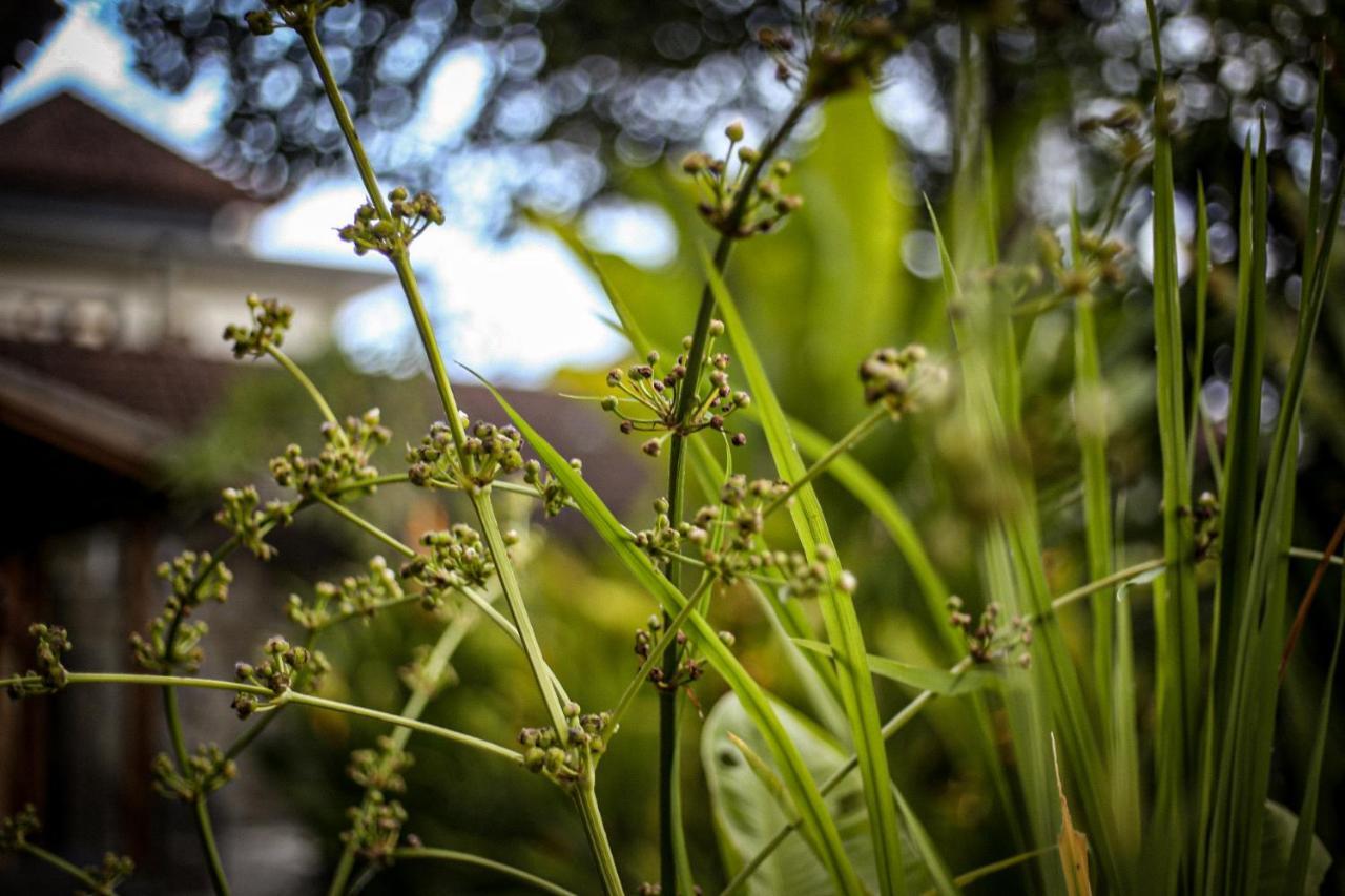 Angsoka Ubud (Bali)